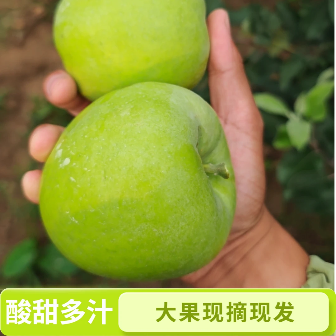 精品大果应季头茬现摘现发青苹果 孕妇水果大果酸脆爽口