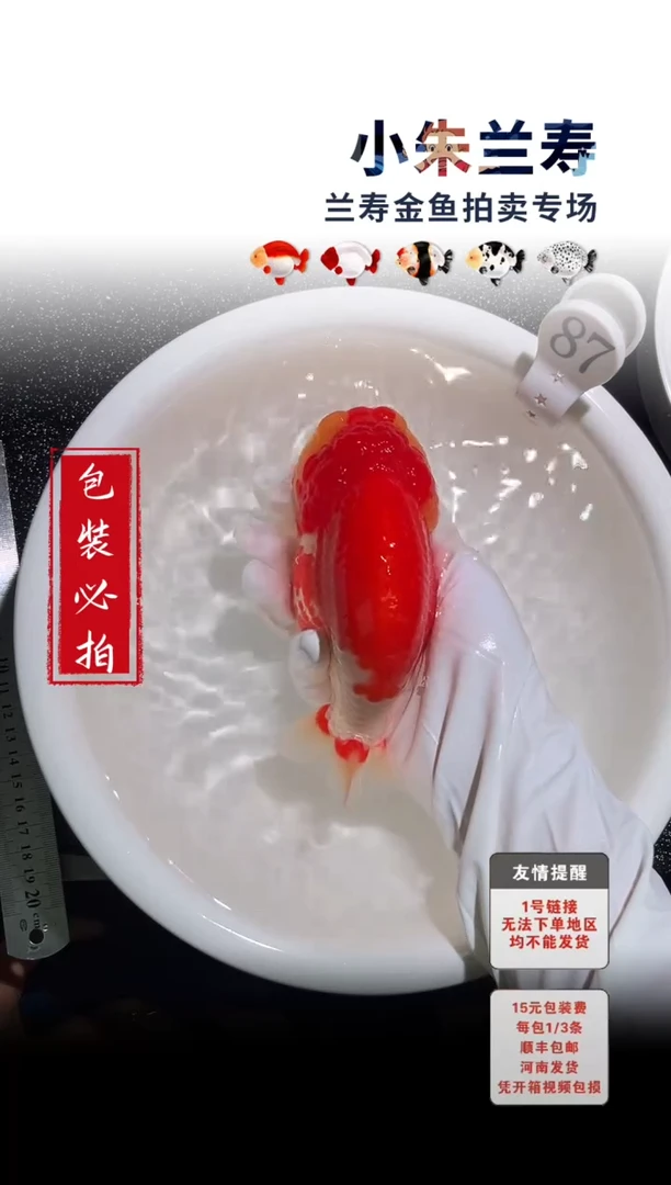 金鱼包装必拍未拍顺丰到付87号