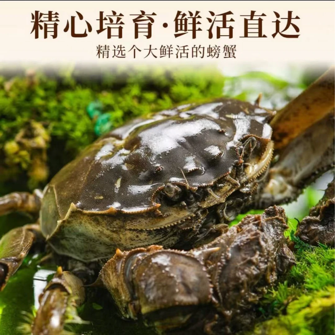 鲜活大闸蟹母蟹（1.4两-1.7两）1只装