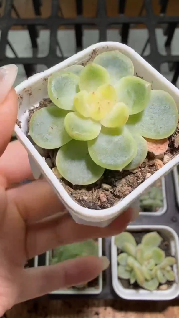 903  340水蜜桃多肉植物