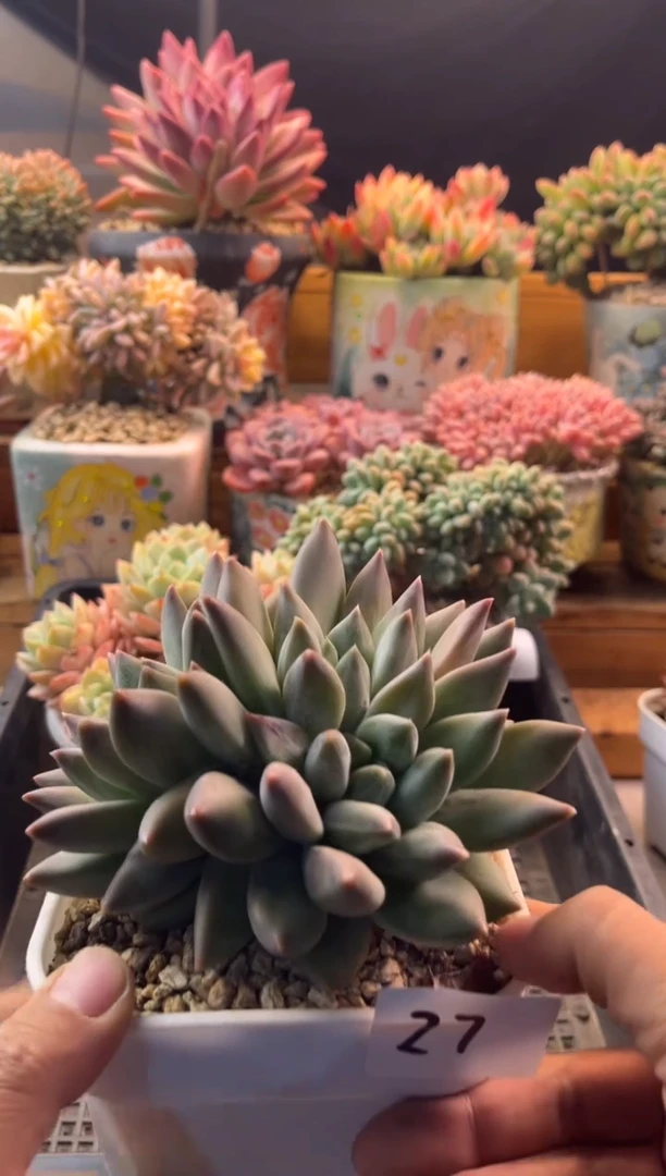 11.27-27重楼111111111111