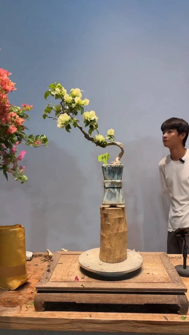 全部花朵以****ᐝ三角梅24