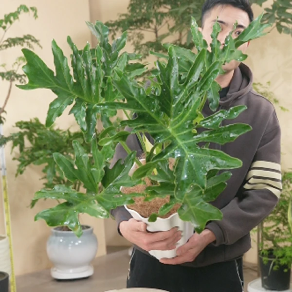 龙鳞春羽绿植盆栽