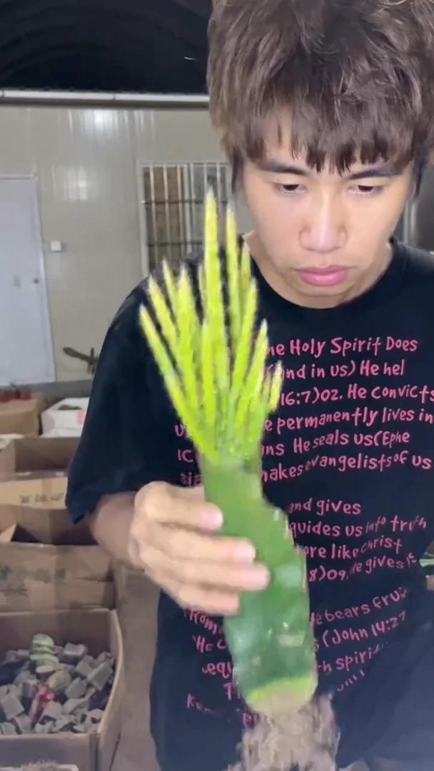 多头 鼠尾令箭【嫁接】