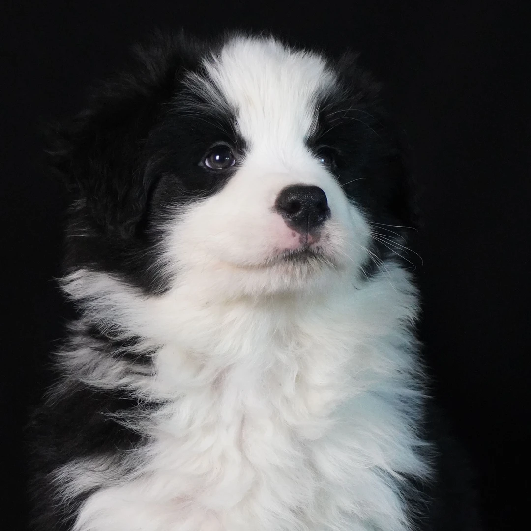 （晋都的边牧犬舍）边牧狗狗活体