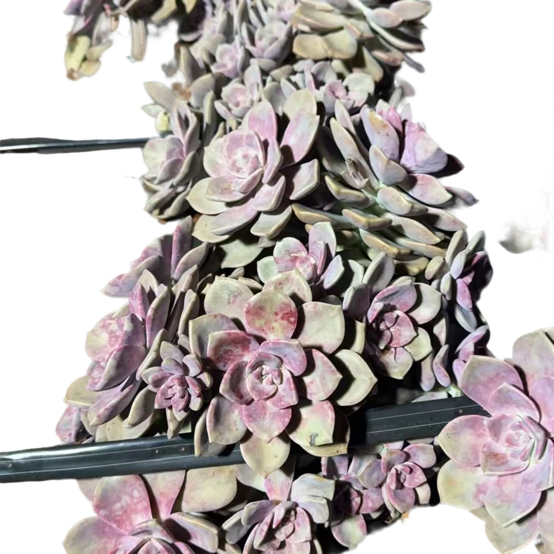 精品多肉    大号紫乐