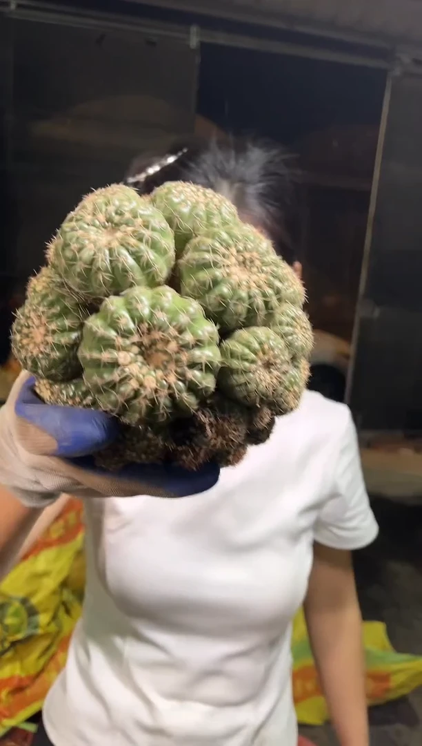 大群眩美玉12-15cm 11.88