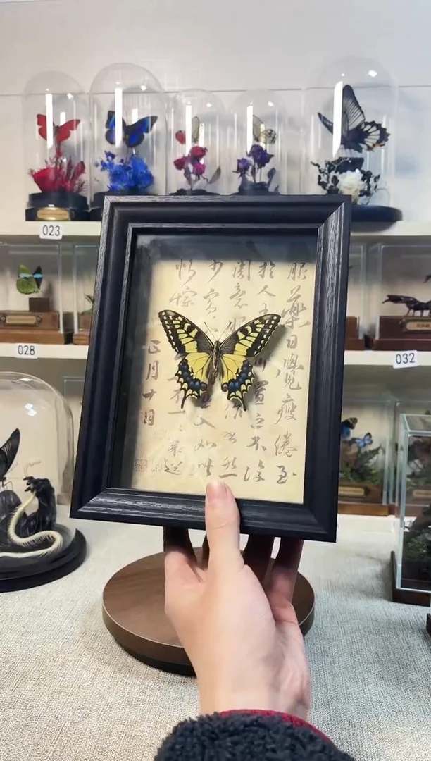 真实的大自然蝴蝶标本