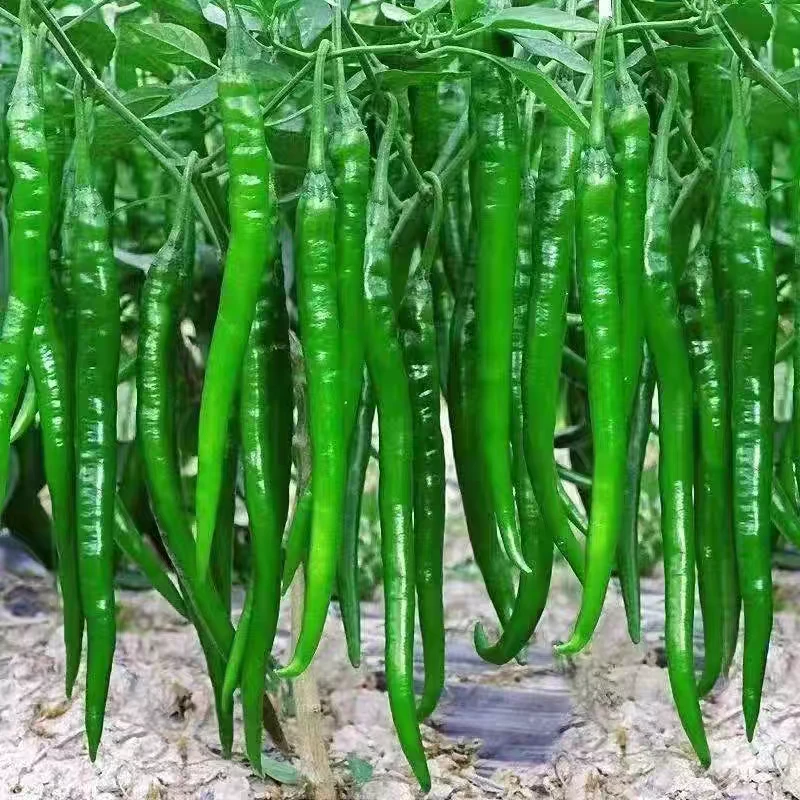 四川宜宾农家二荆条线椒