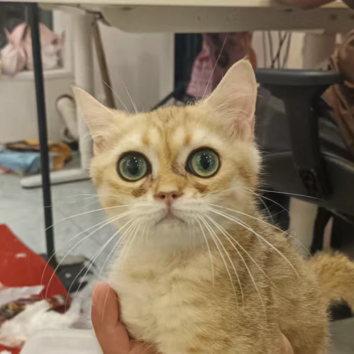 来了姊妹-金渐层英短猫 弟弟 67