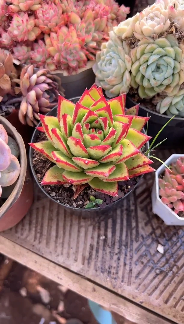 小*球阿迷洲多肉29317