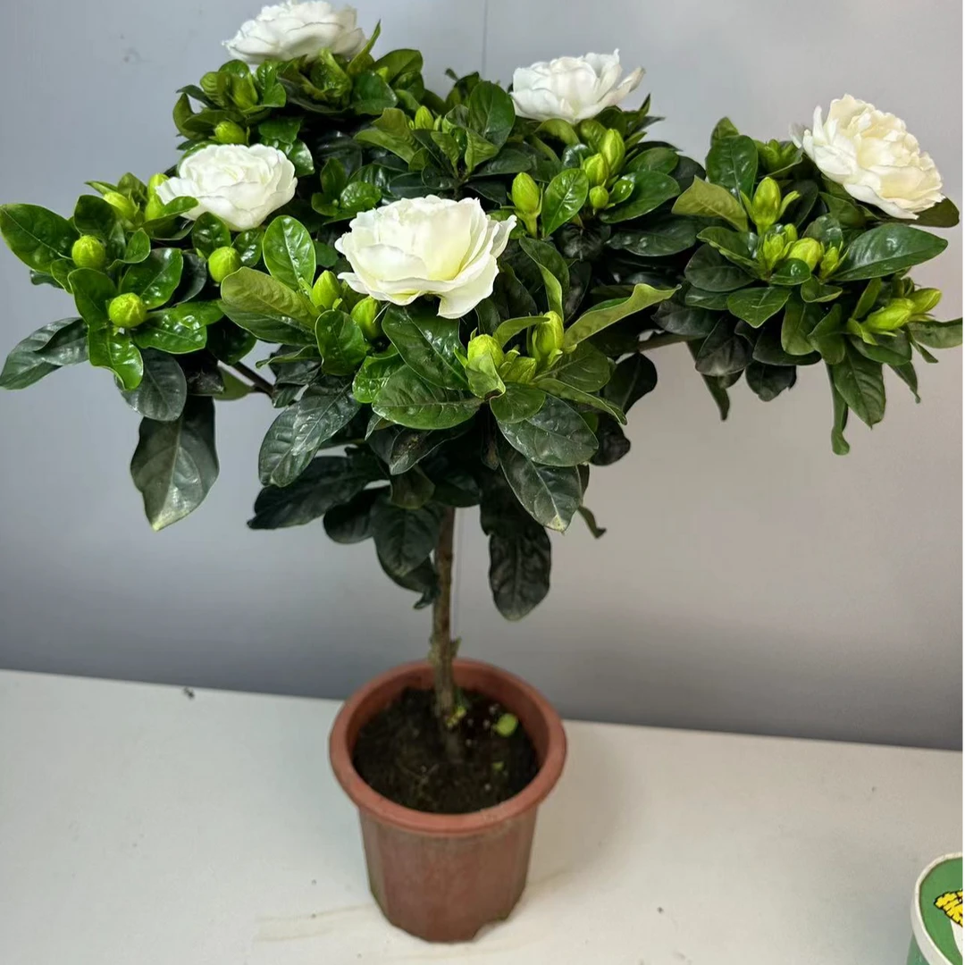 独杆大叶栀子花苗老桩盆栽室内外清香开花好养绿植带花苞