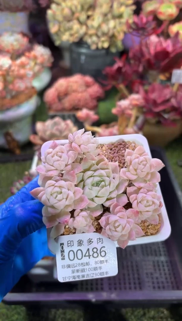 【闪购商品】00486