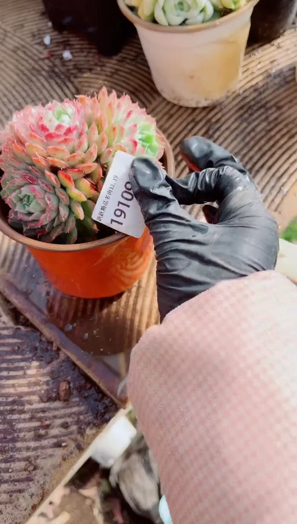 杨****熙跃跃精品多肉19109