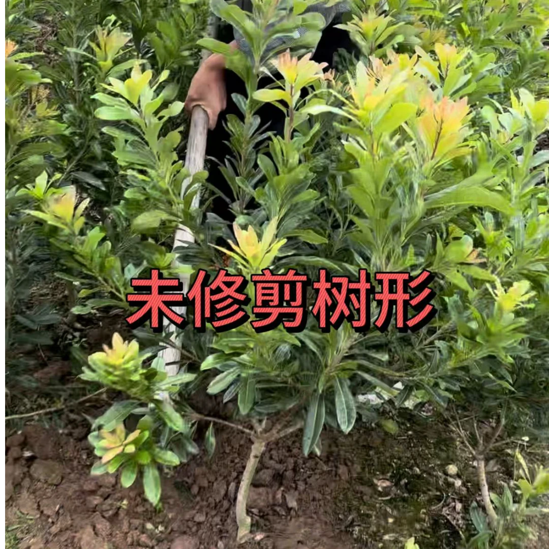 东魁黑炭杨梅树苗1-5年正宗仙居东魁杨梅盆栽种植杯苗带土发货