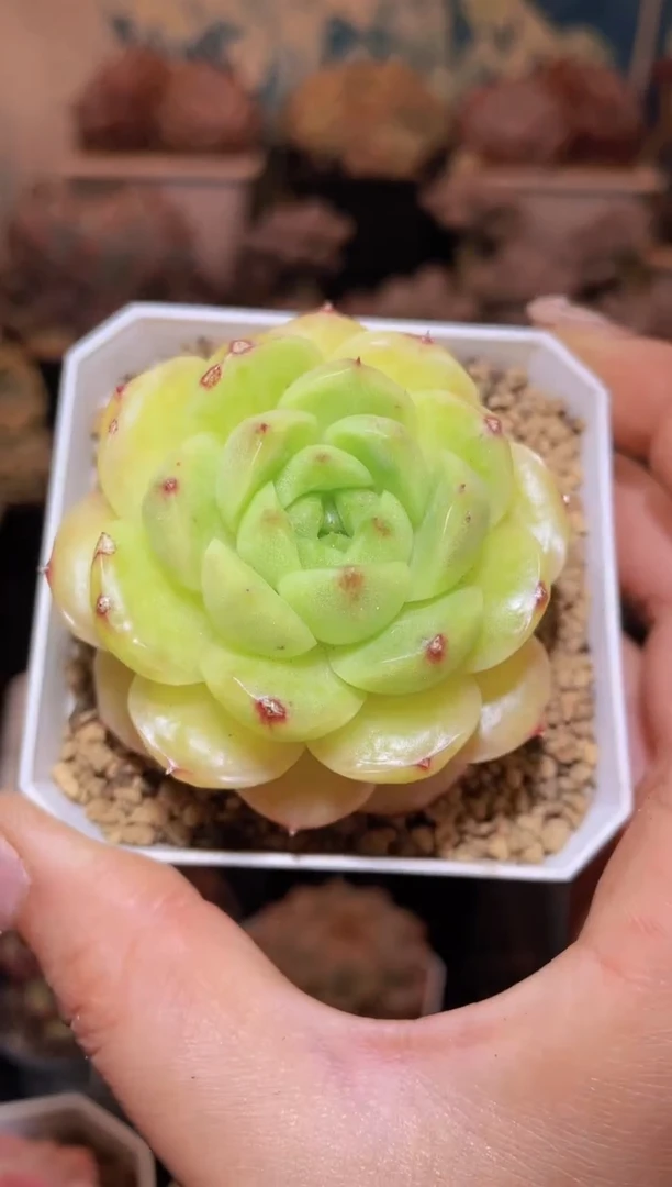 【闪购商品】063金珠