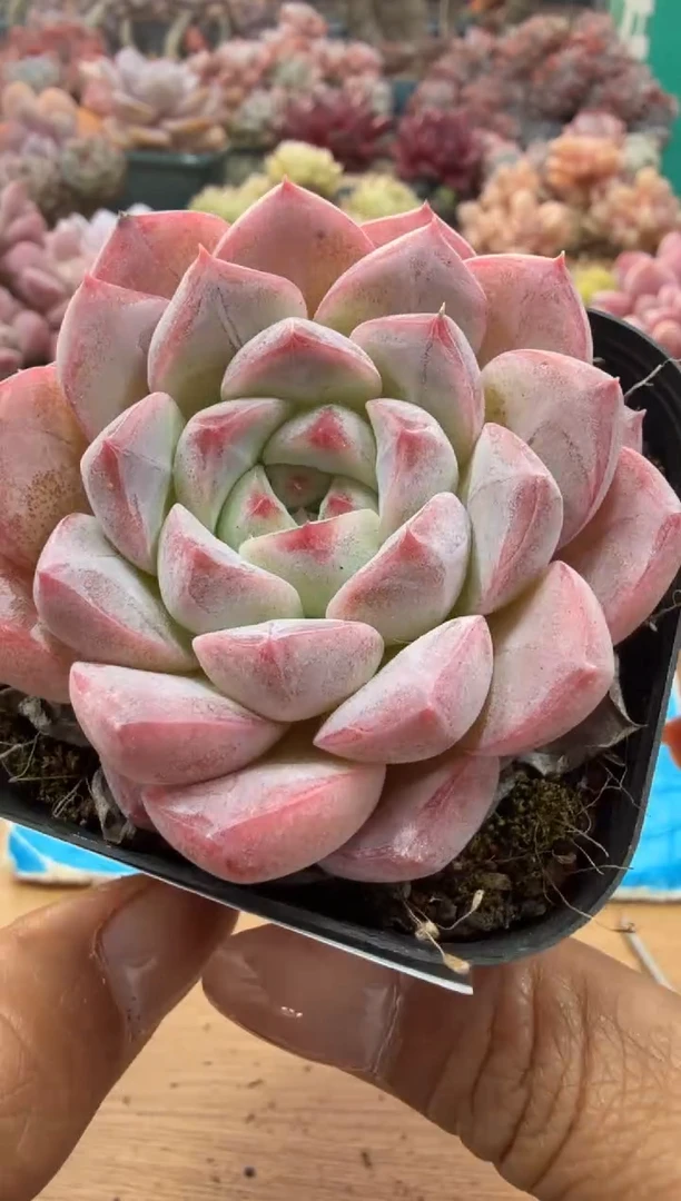 东云多肉园二店-46