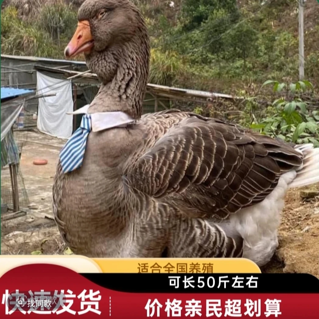 【福利款】宠物灰图卢兹【5天】坦克鹅