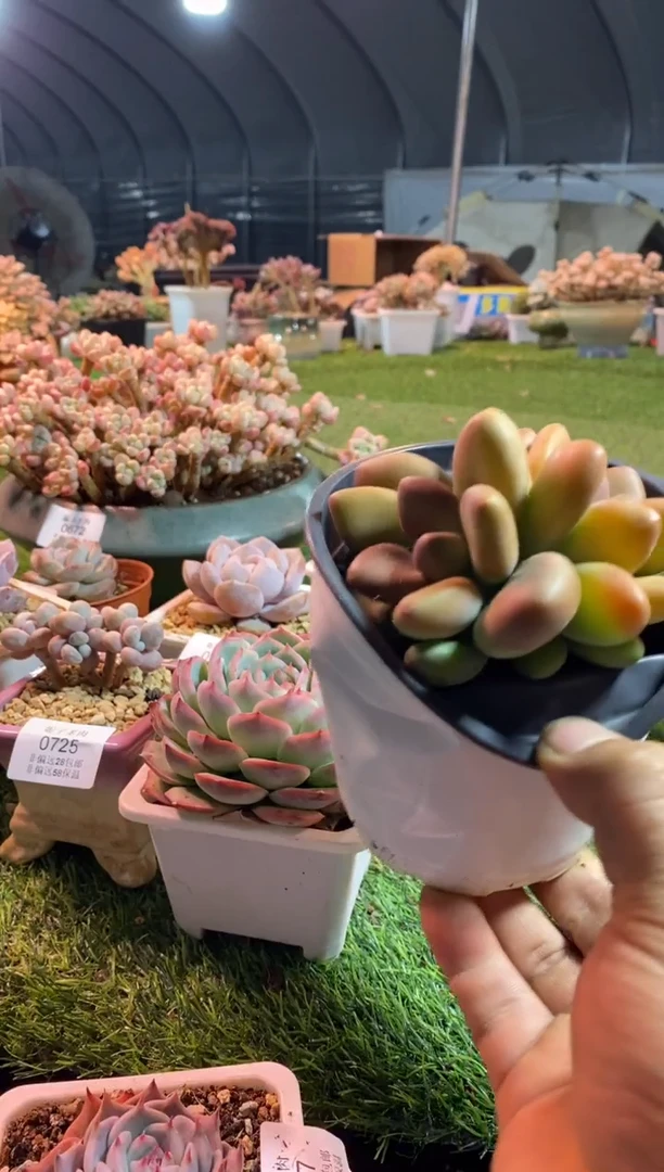 【闪购商品】KK奶0750aaaa