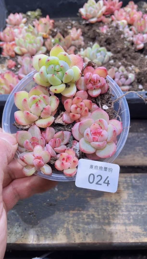 【闪购商品】024钻4代优选量拍1盒