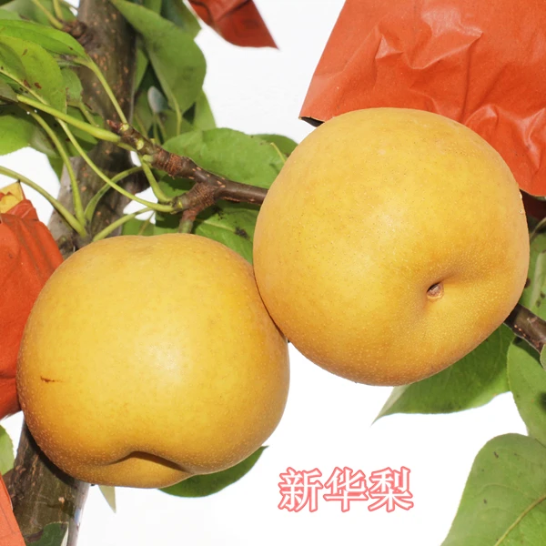 正宗新华梨苗,高抗木栓病不用拉枝,好管理好丰产,落叶12月发苗