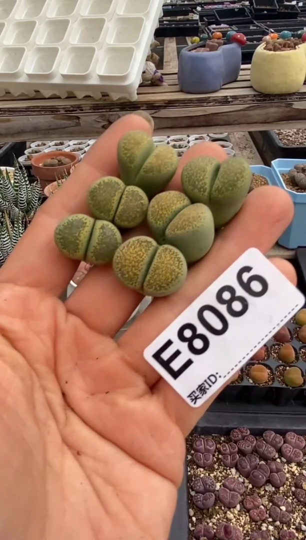 8086直播一物一拍