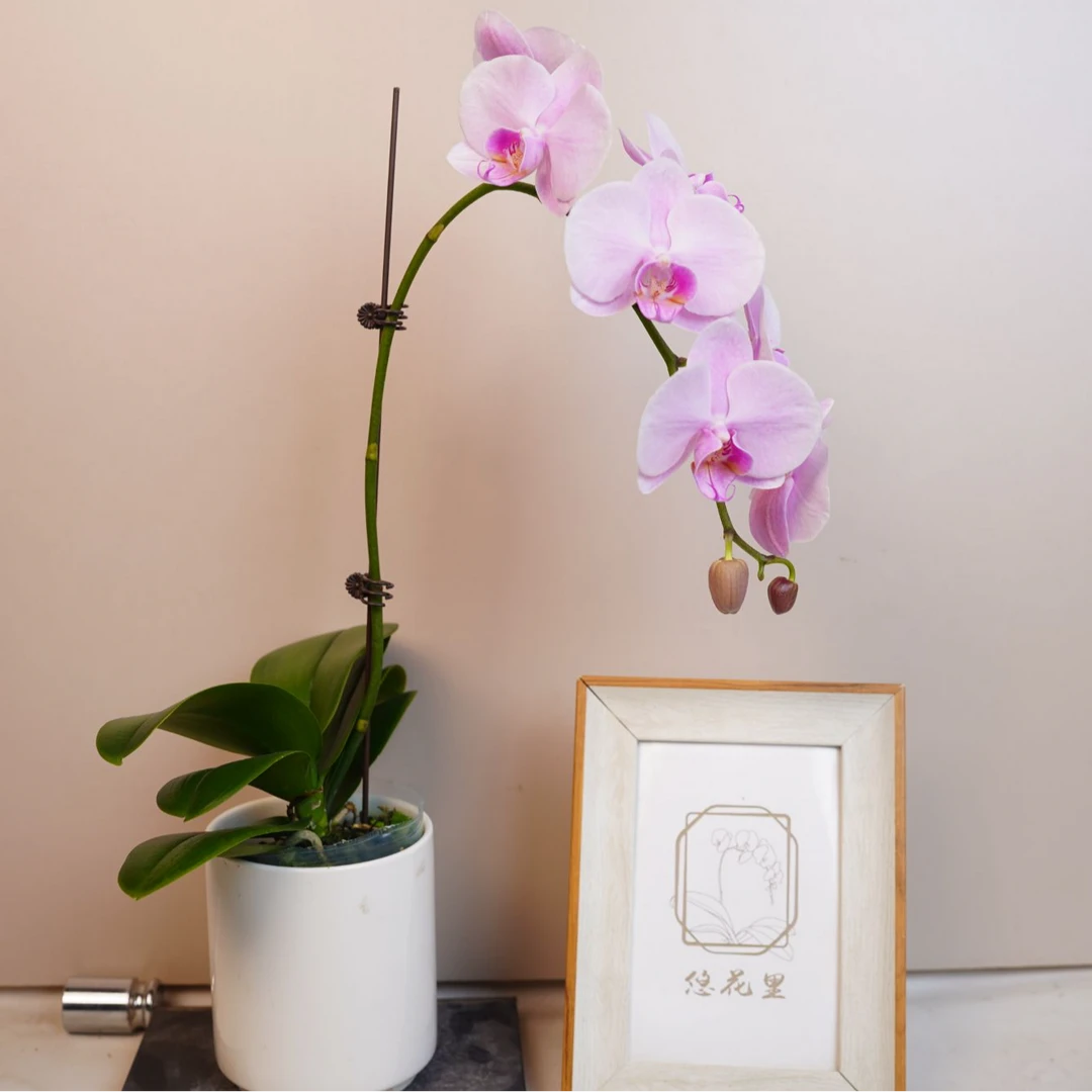 悠花里蝴蝶兰【樱花公主】全花开花珠发货