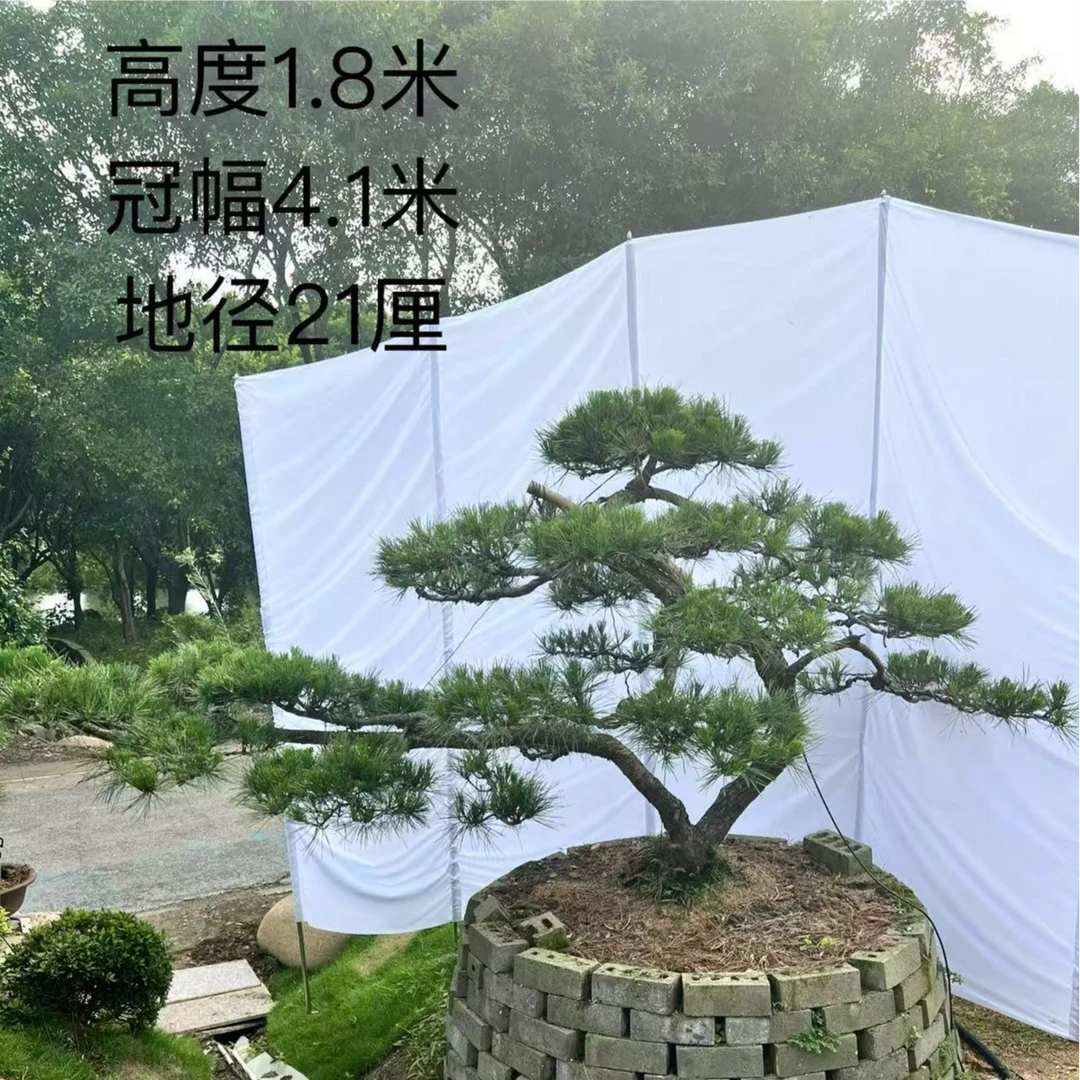 庭院造型四季常绿提根黑松定金500