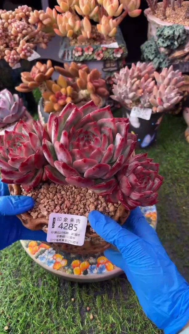 昆明印象多肉4285