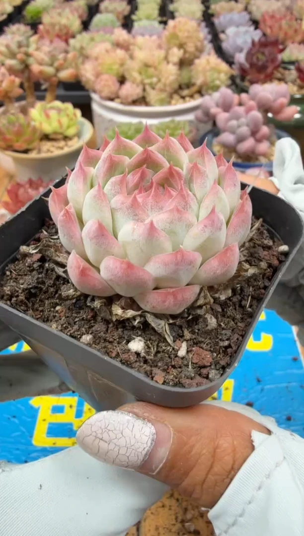 东云多肉园二店-82