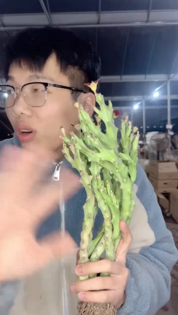 【闪购商品】白珊瑚