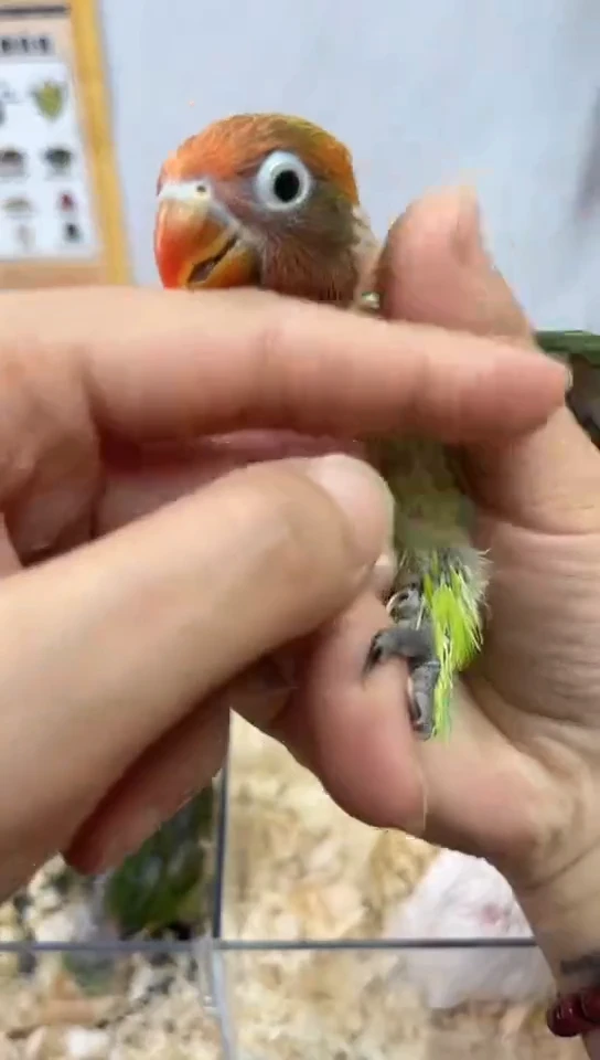 桃脸牡丹鹦鹉绿金丝