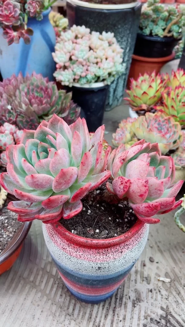 10039多肉植物一物一拍