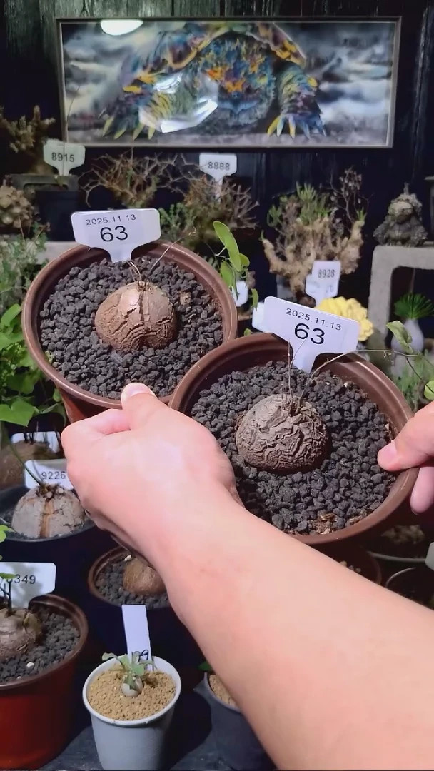 63号1113福利南非龟甲龙买一送一