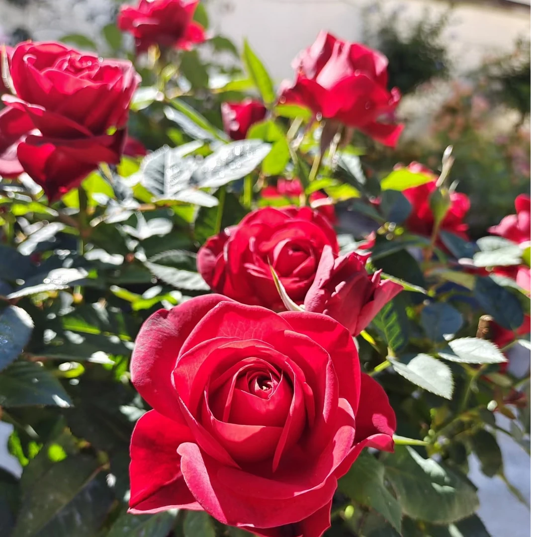 中国红棒棒糖1加仑四季开花月季 庭院阳台盆栽观赏