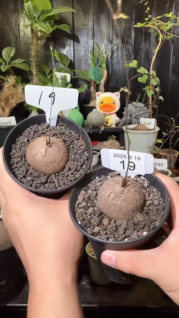 19号819福利南非龟甲龙买1个送1个