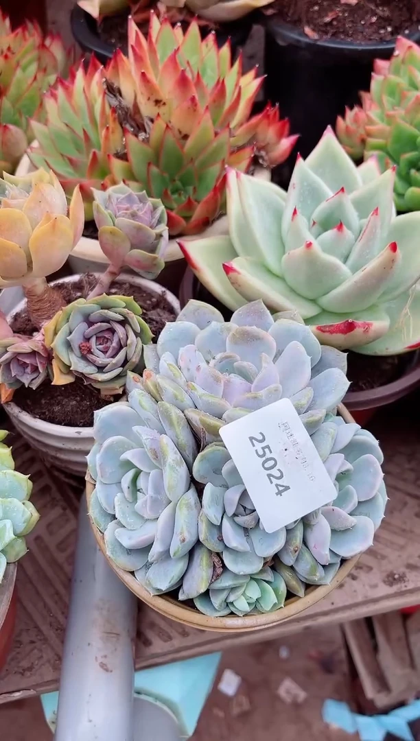 小*光26024多肉植物一物一拍
