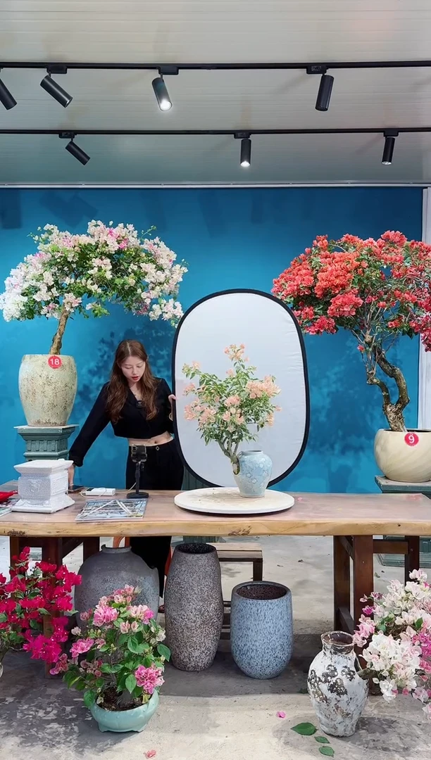 全部花朵金边马斯三角梅