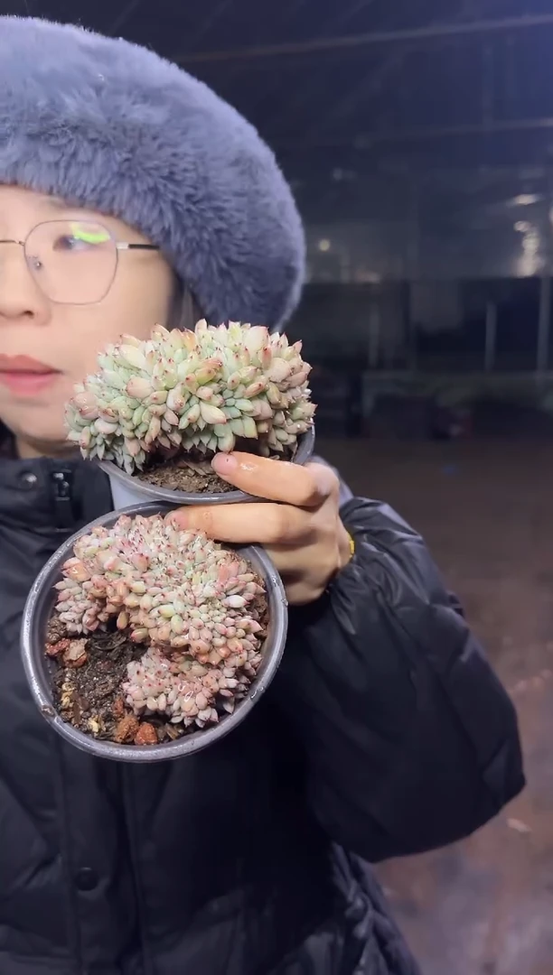 胖丁缀化2颗带盆土 3.99