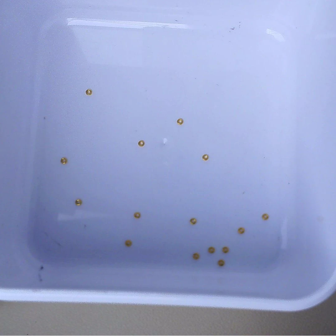 黄金足金小金 豆