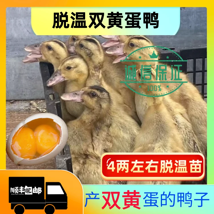 【4两左右发货】脱温高邮麻鸭大种麻鸭宠物鸭