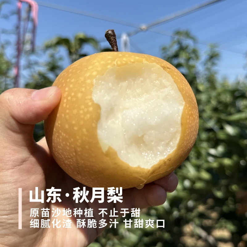 秋月梨 山东莱阳 原苗种植 酥脆细腻化渣甘甜多汁 4.5斤 顺丰