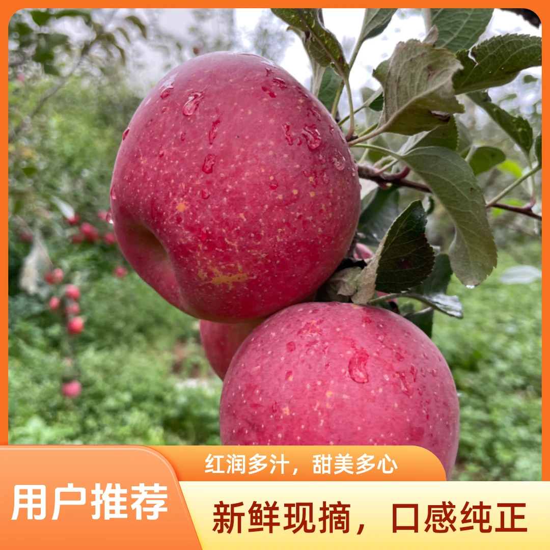 云南昭通冰糖丑苹果当季新鲜苹果脆甜多汁现摘现发产地直发