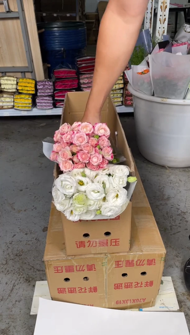 白色桔梗400克+折射5枝