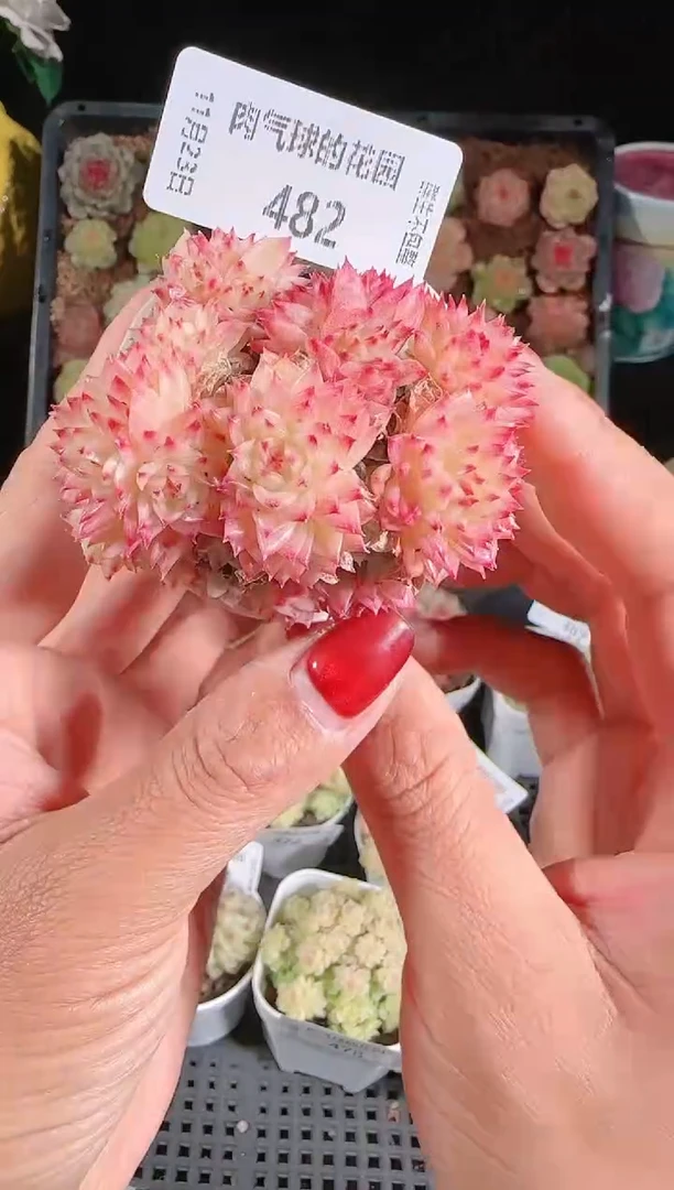 1123-482群生不包整