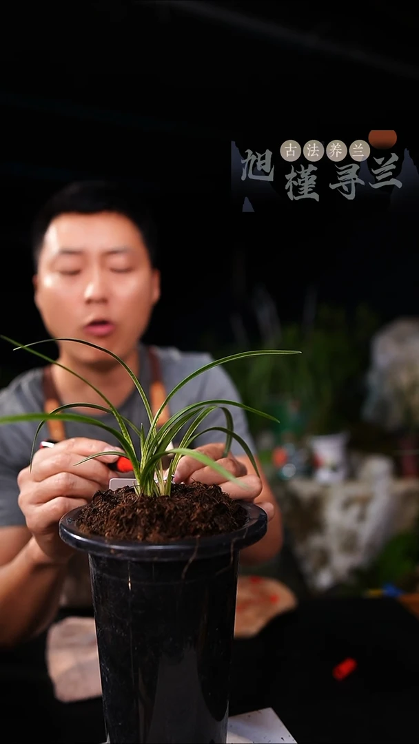 当前无花栽培后可以开花春兰-蛇斑（一物一拍）