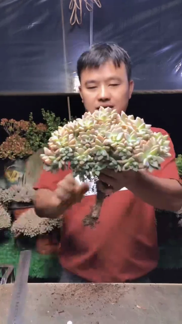 247淡雪缀化一物一拍