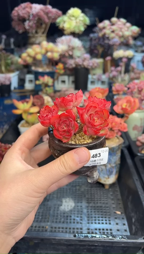 【闪购商品】483不带盆