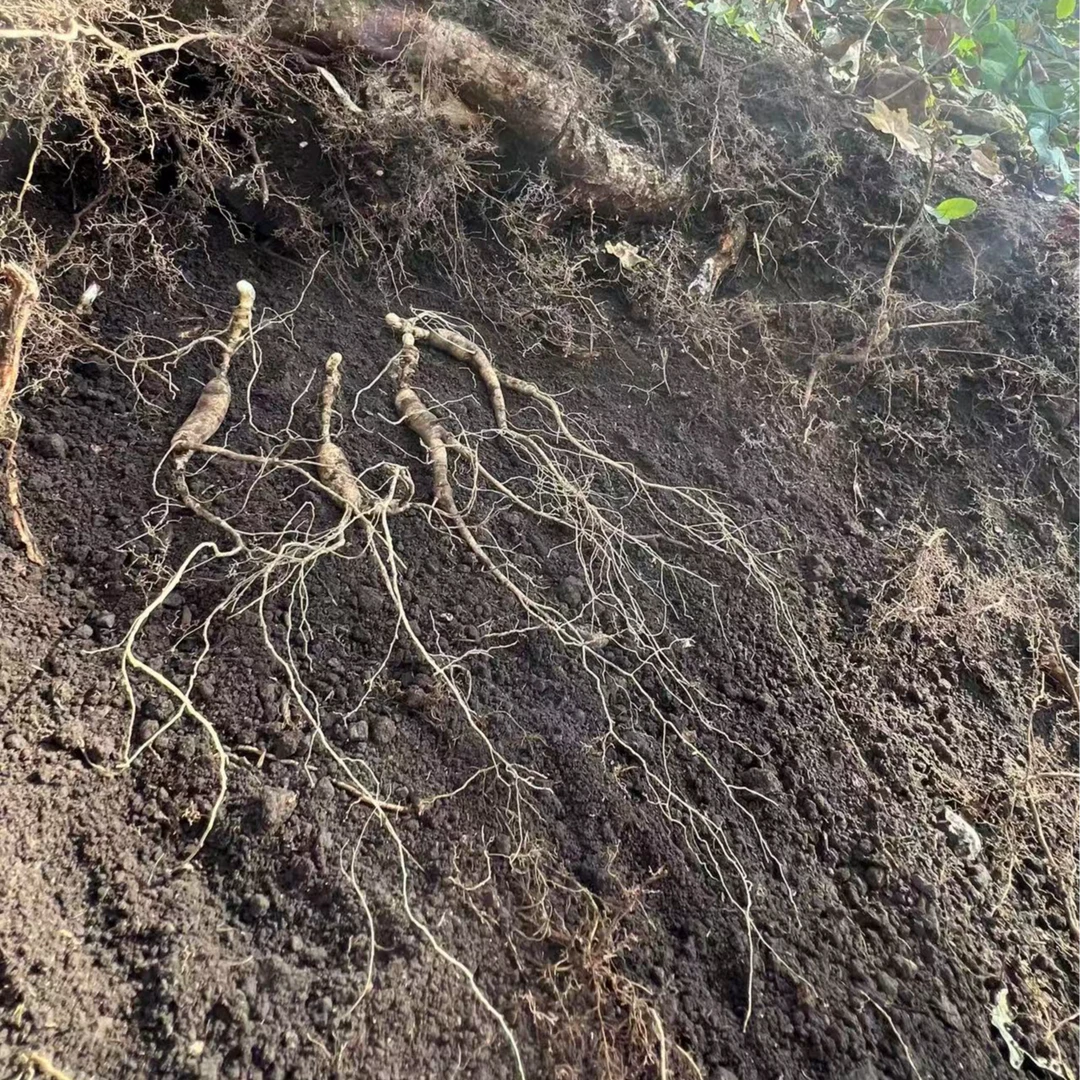 长白山林下鲜参13年左右参栽一斤装（清洗后不支持退货）