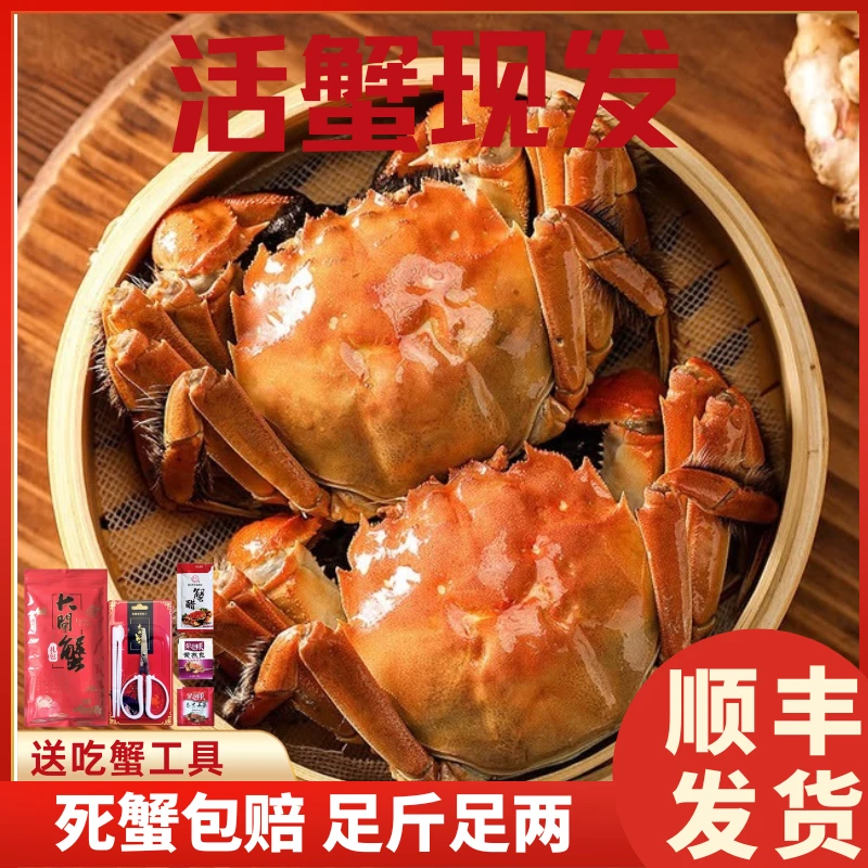 【活蟹现发】精品大闸蟹全母蟹2.5两8/10只装礼盒 顺丰包邮秋觅阳澄